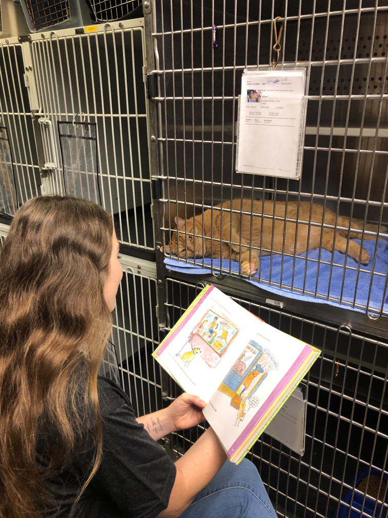 maniacs give back pinellas county animal services