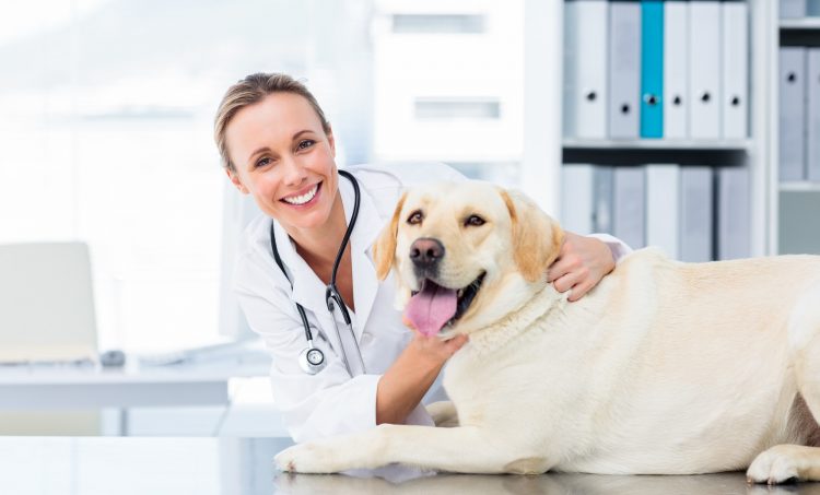 veterinary marketing companies